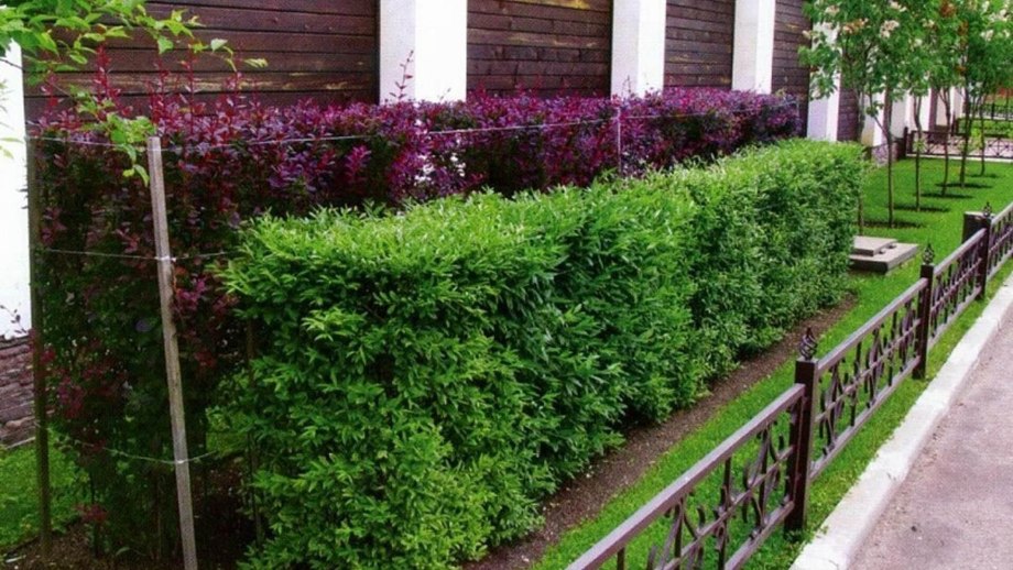 Озеленение туи дерен