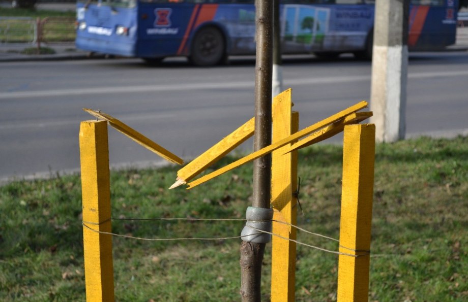 Защита деревьев от ветра