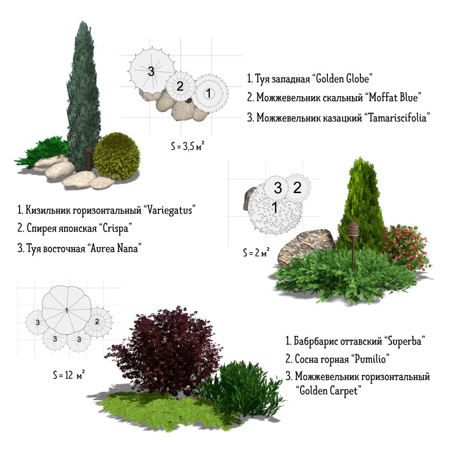 Ирга Ламарка в ландшафтном