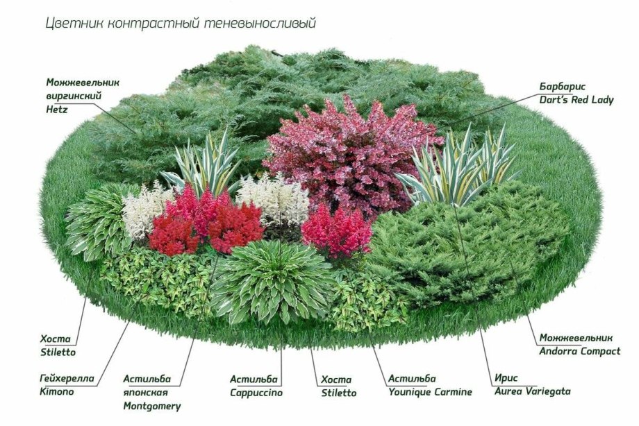 Миксбордер непрерывного цветения многолетников