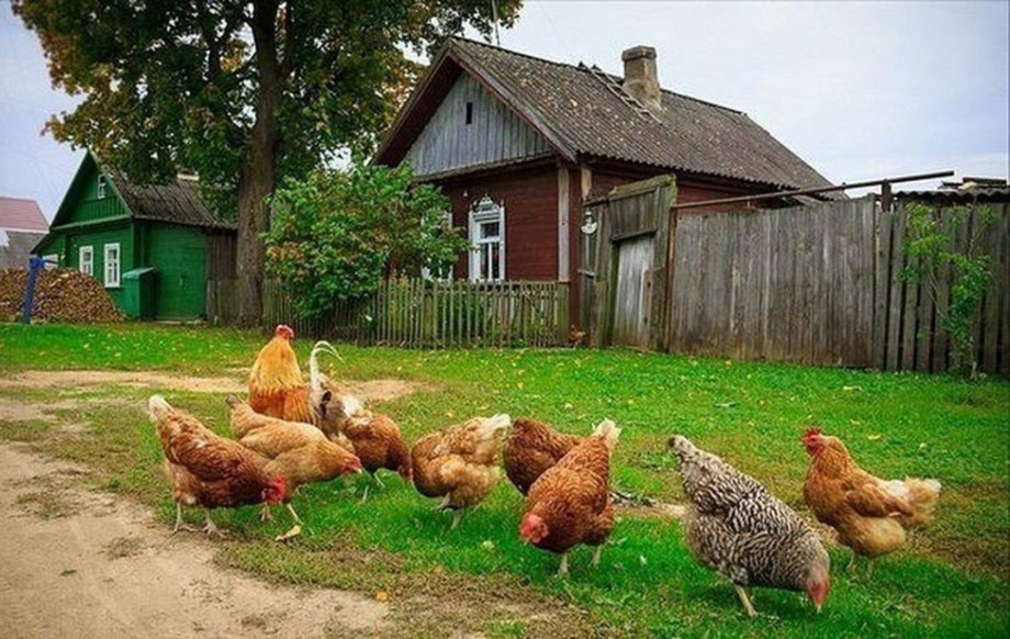 Куры в деревне