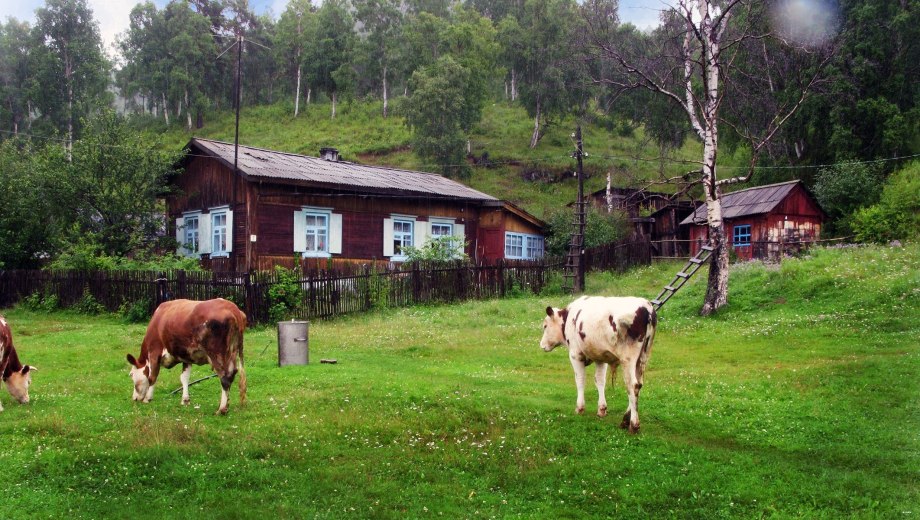 Коровы в деревне