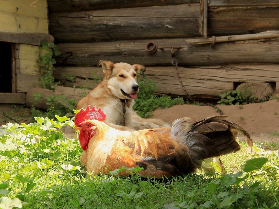 Животные в деревне