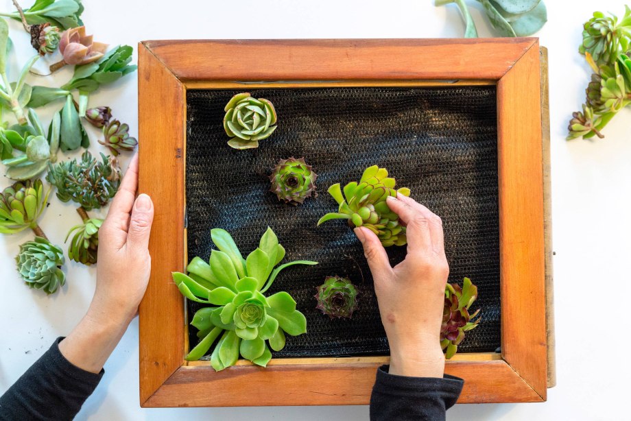 Панно из суккулентов