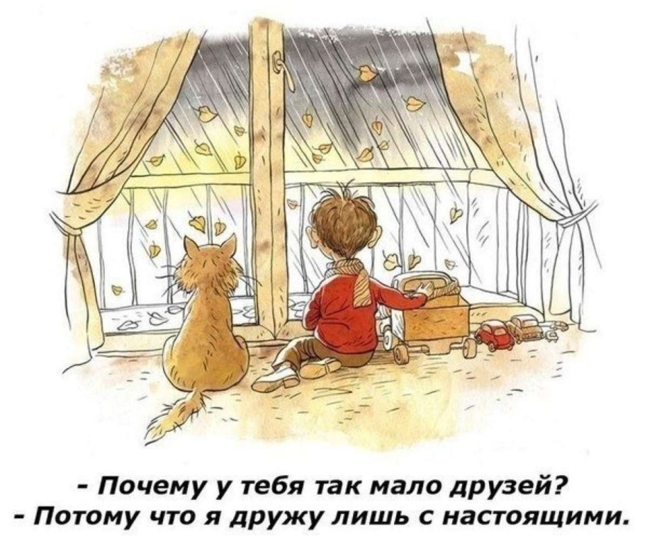 МС антикошка