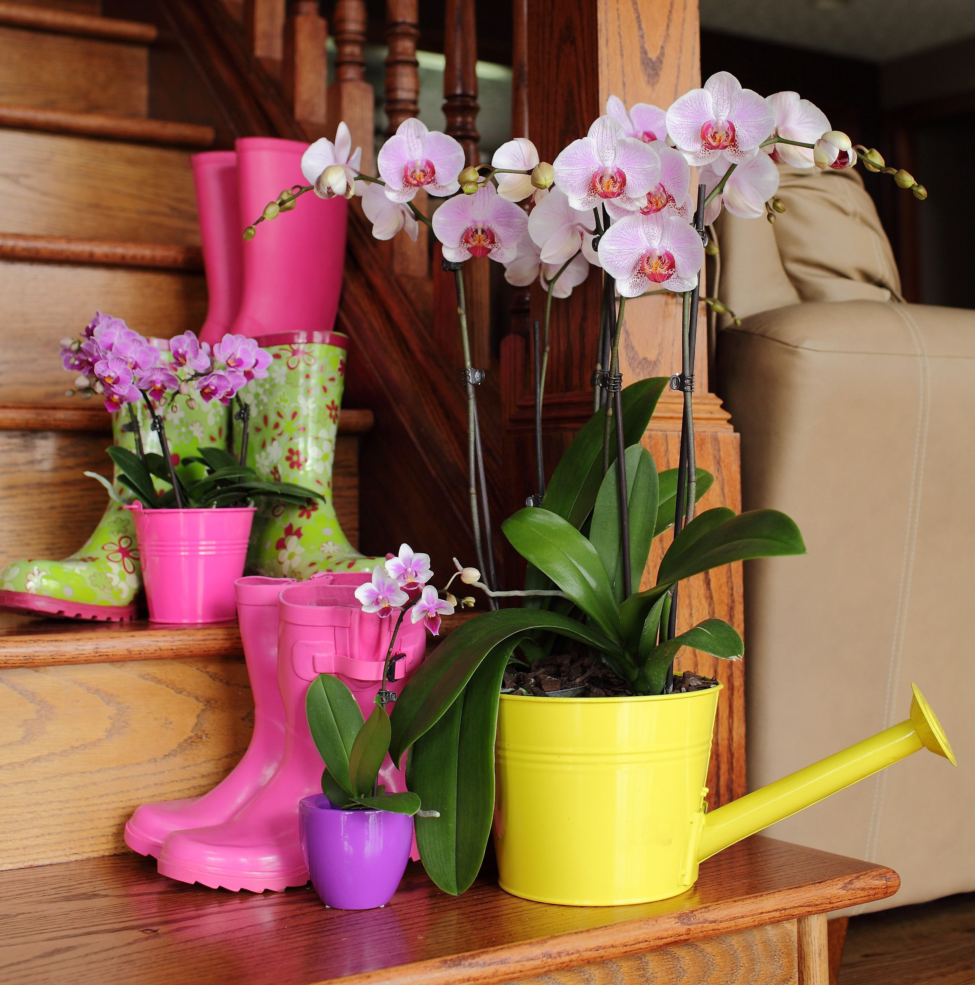 Полив орхидей в домашних условиях весной. Фаленопсис полив. Поливание орхидей. Орхидея в горшке. Опора для орхидей.