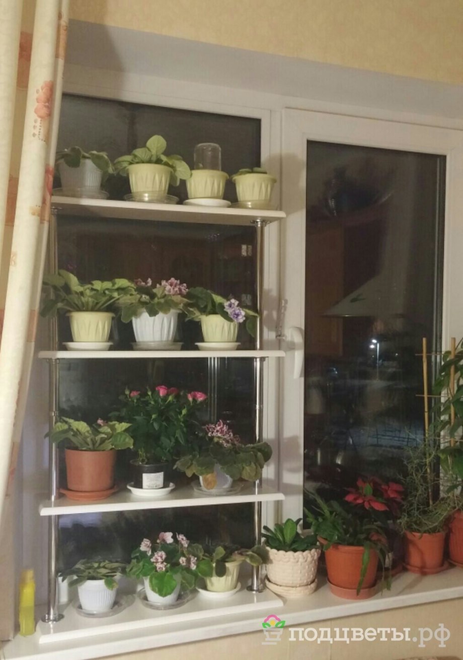 Стеллаж для фиалок с подсветкой