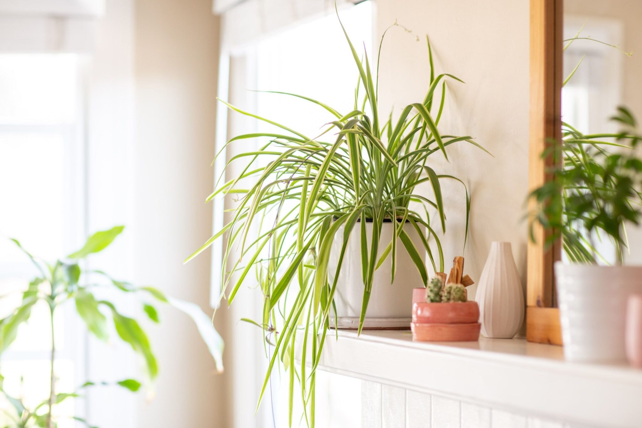 Растение houseplants d8 h35