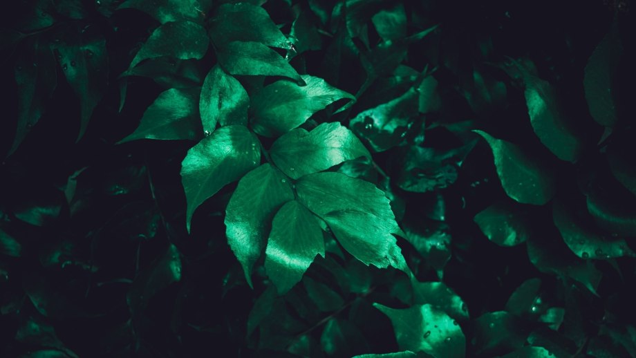 Aesthetic+Green+Bed