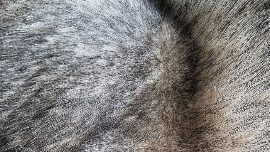 Обои KT Exclusive animalier