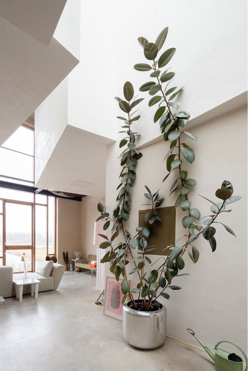 Rubber Plant (Ficus elastica)