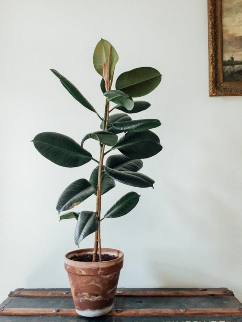 Фикус elastica robusta