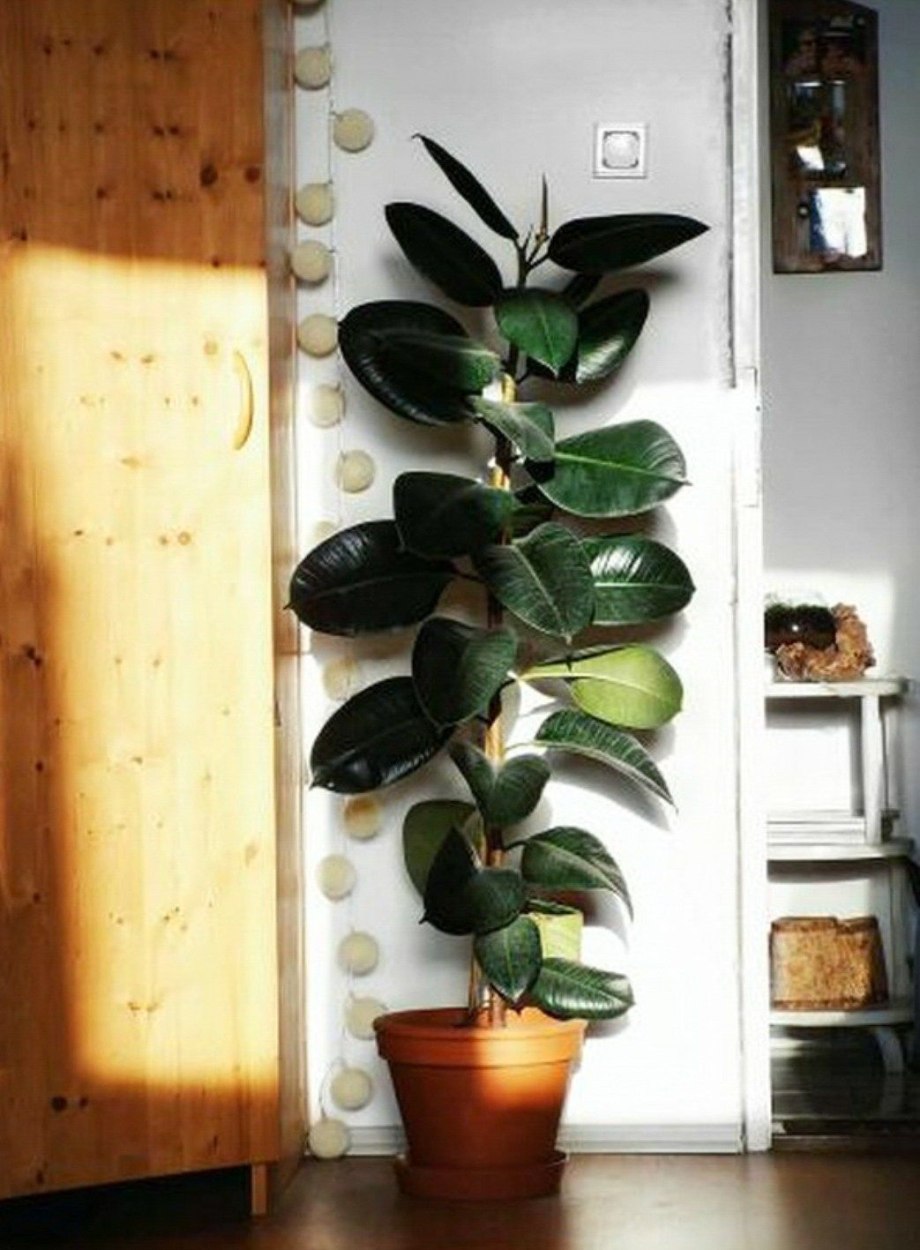 Фикус elastica robusta