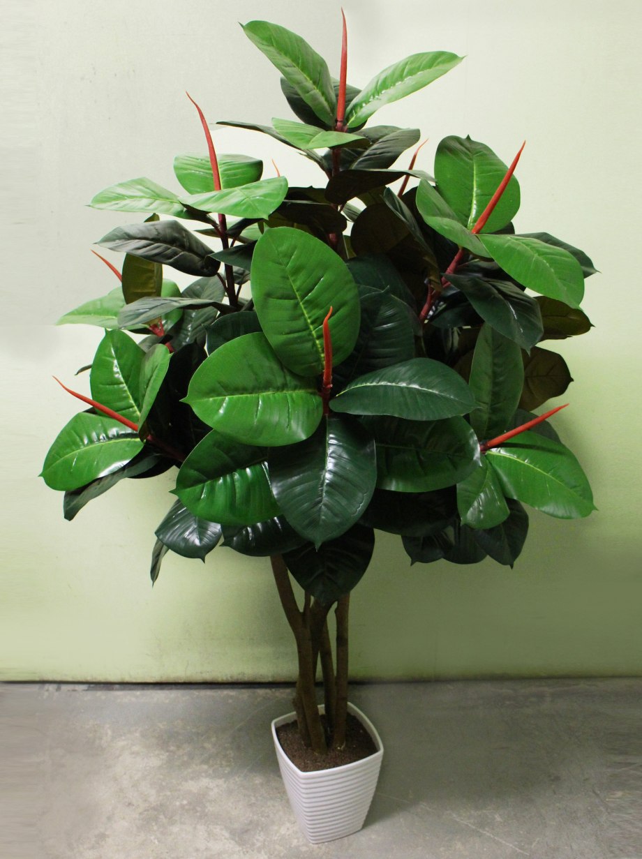 Фикус elastica robusta