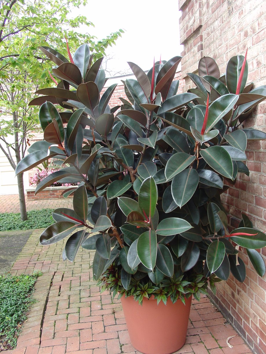 Фикус каучуконосный (Rubber Plant)