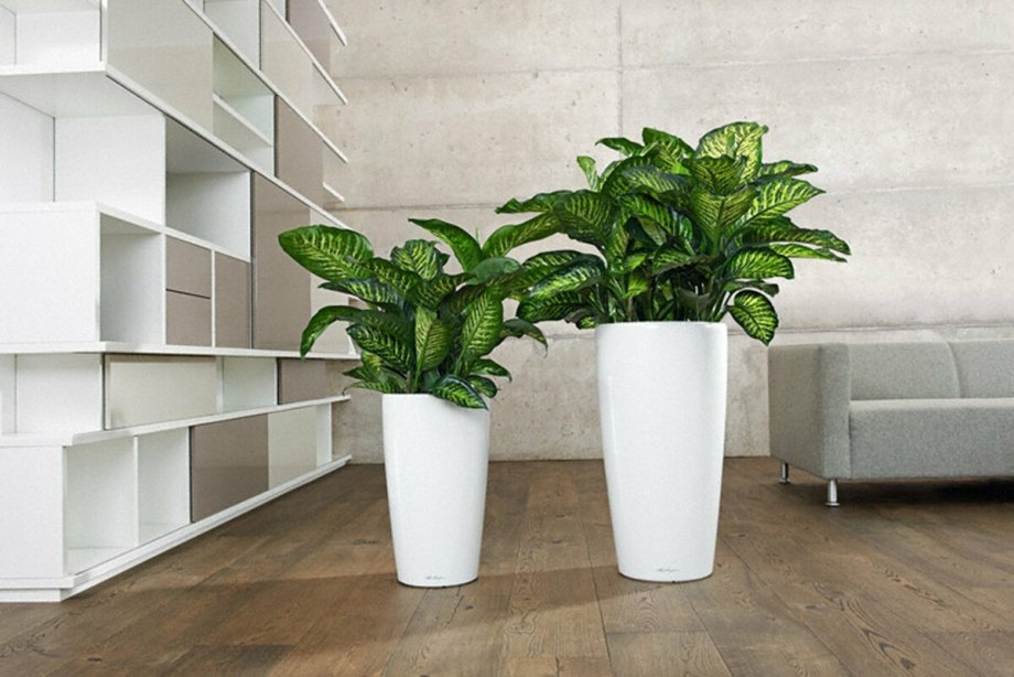 Phytodesign зимний сад