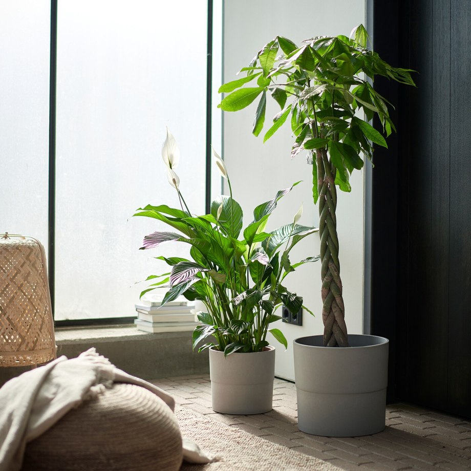 Спатифиллум (Peace Lily)