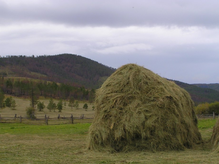 Опушка леса поле сено