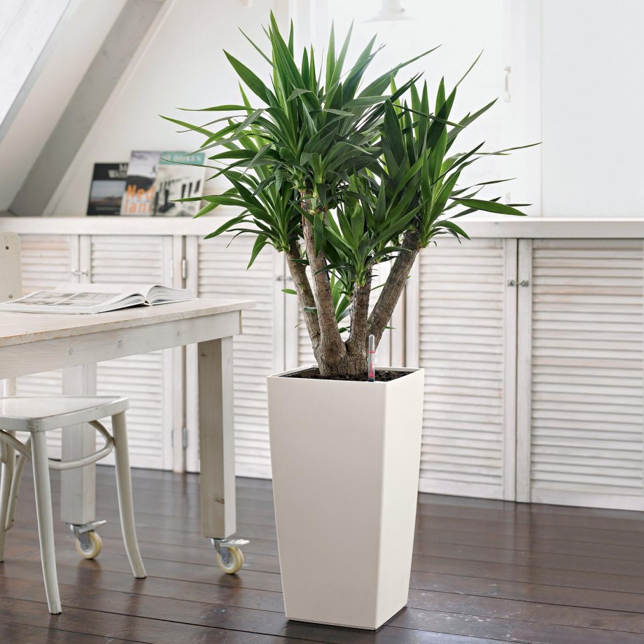 Lechuza Classico Color 35