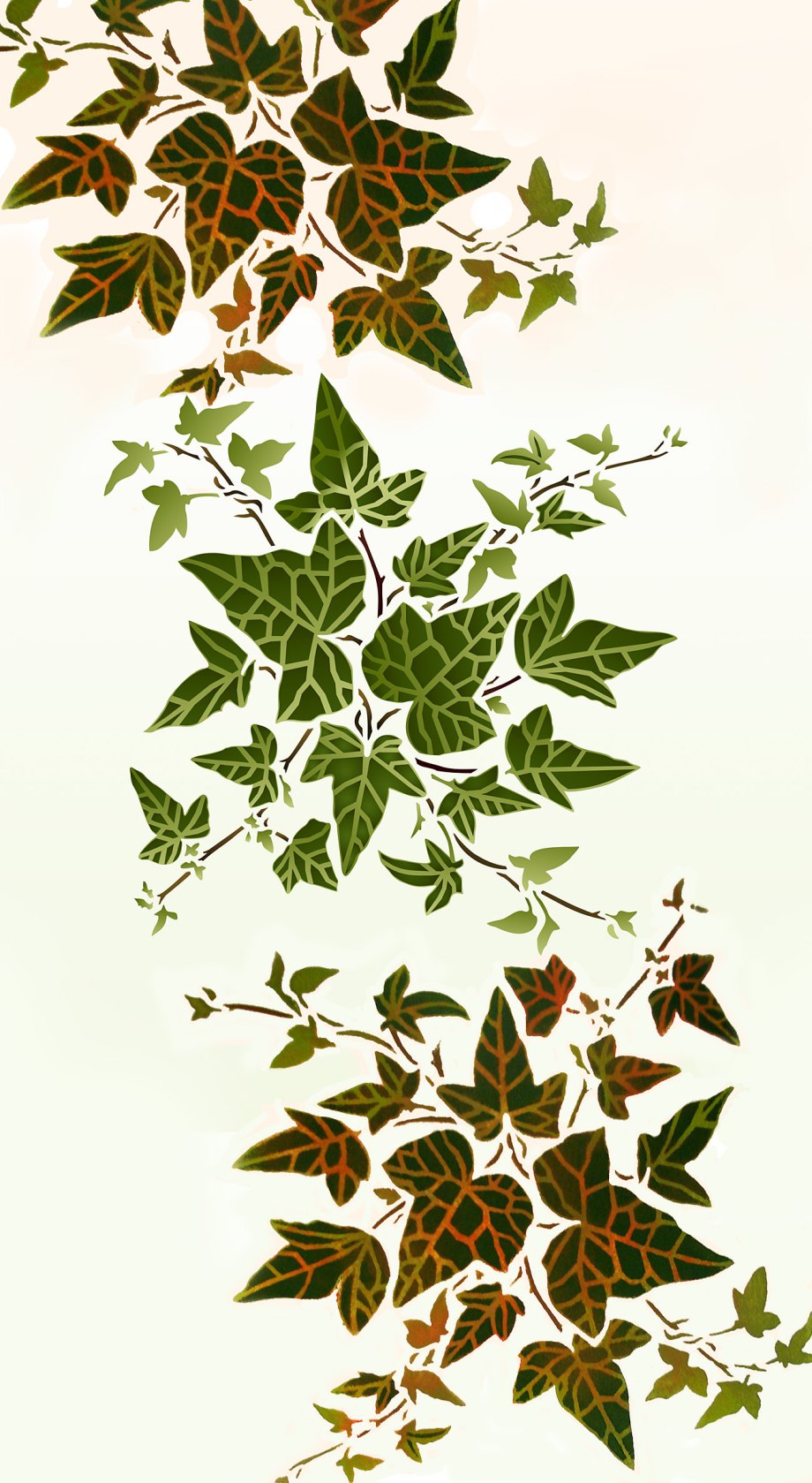 Плющ рисунок