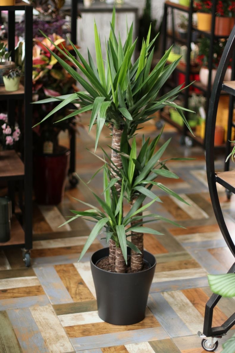 Yucca House Plant