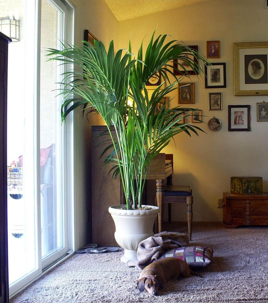 Yucca ELEPHANTIPES цветение