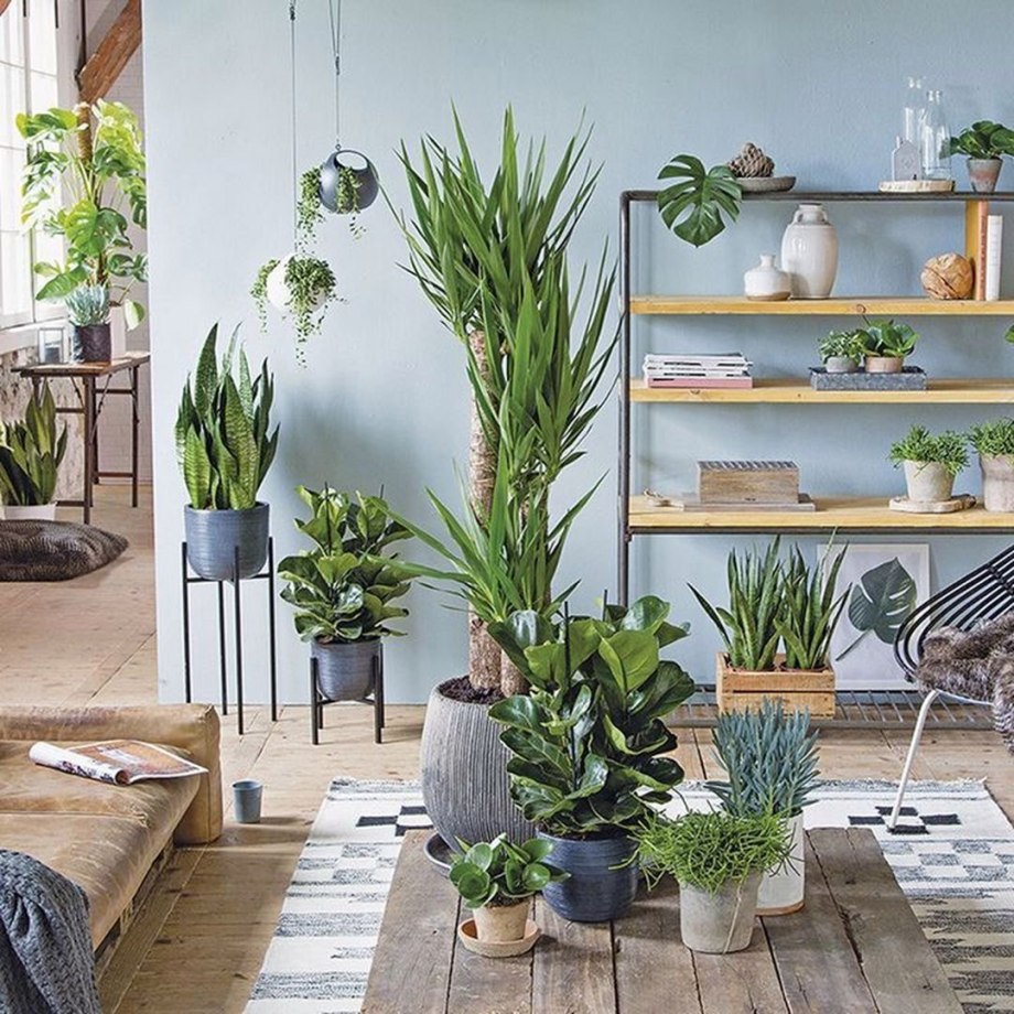 Yucca House Plant