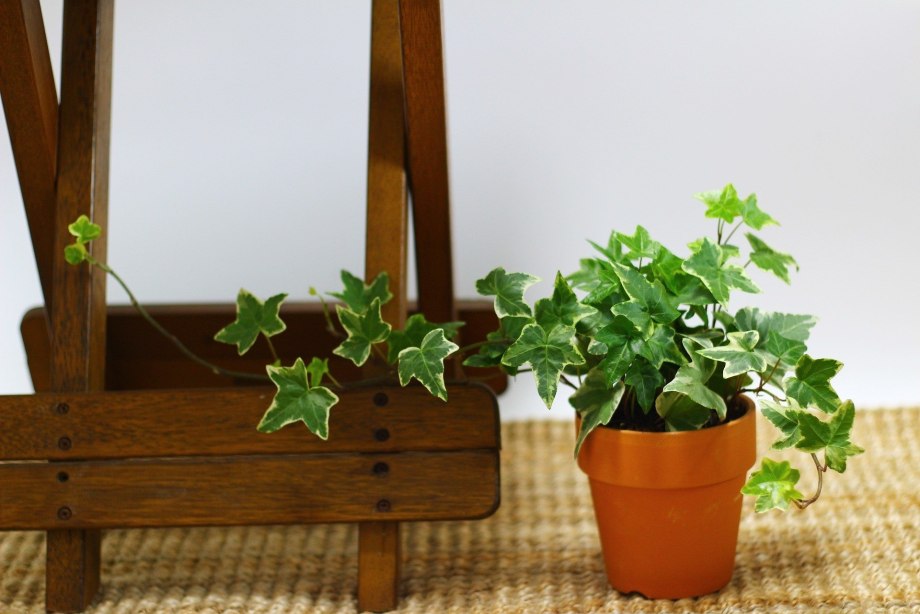 Плющ Хедера Хеликс acutifolia