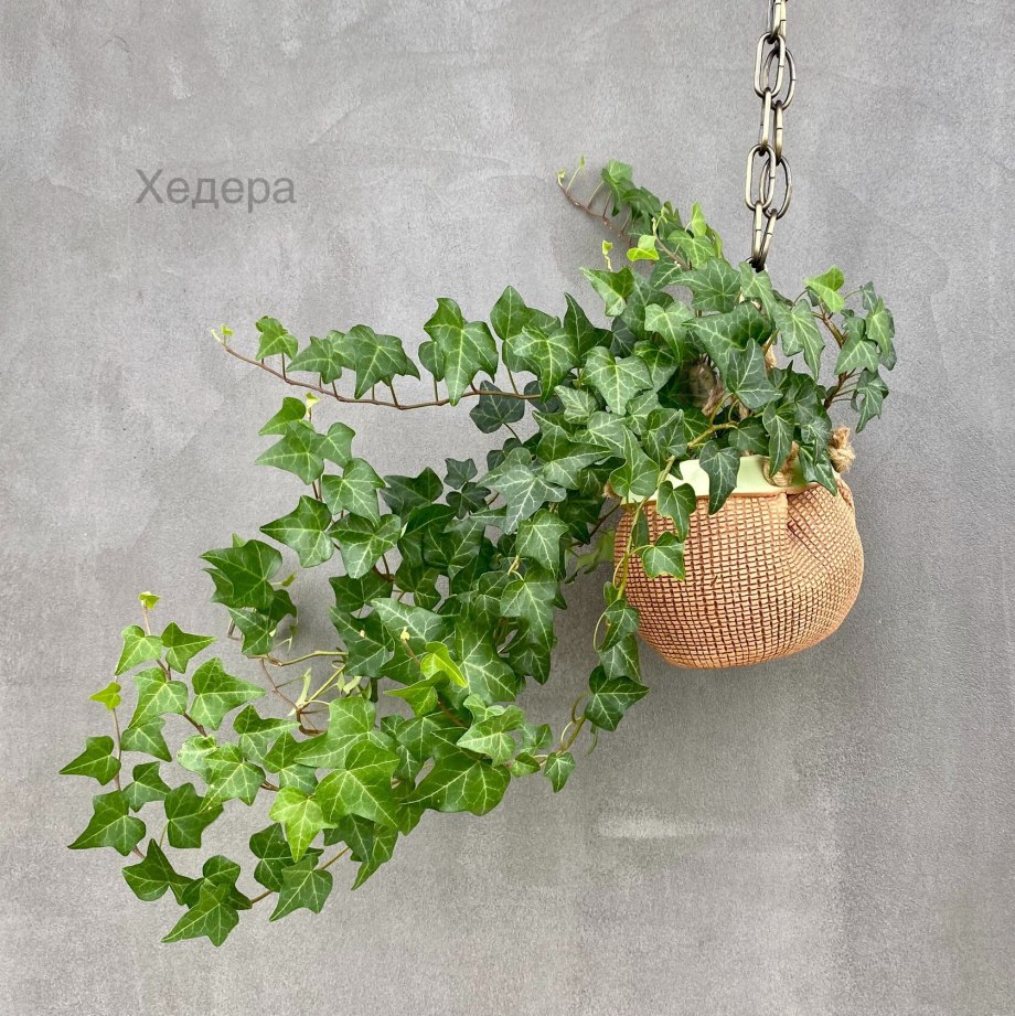 Английский плющ (Hedera Helix)