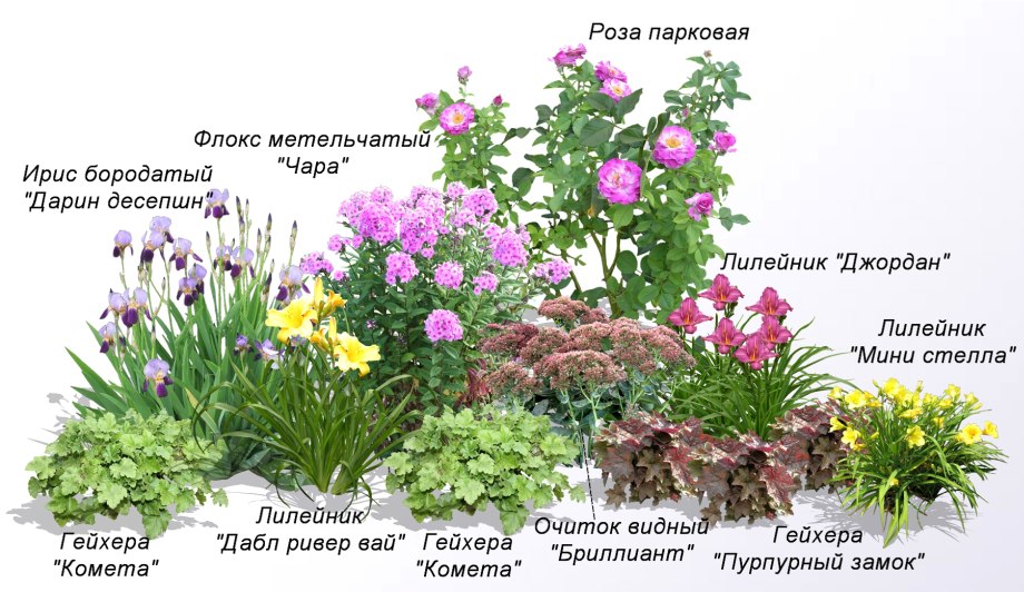Ковровая клумба схема