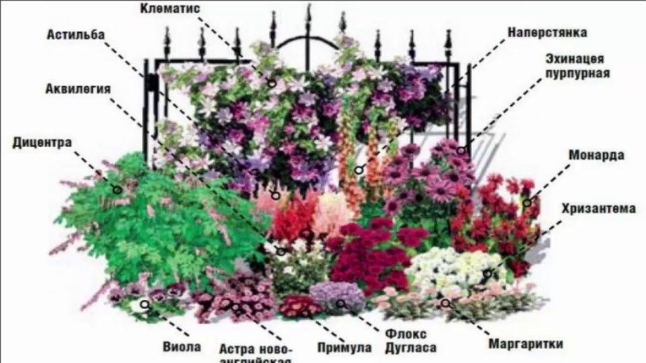 Миксбордер непрерывного цветения многолетников схема