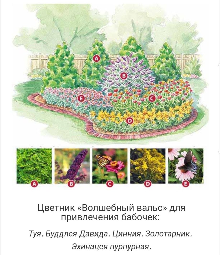 Туя Даника схема посадки