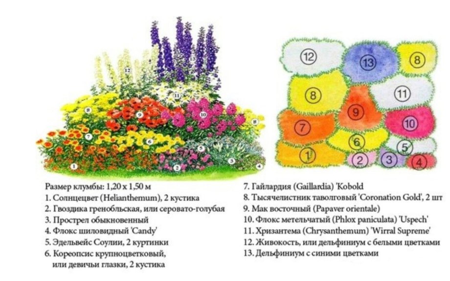 Схема посадки миксбордера из многолетников