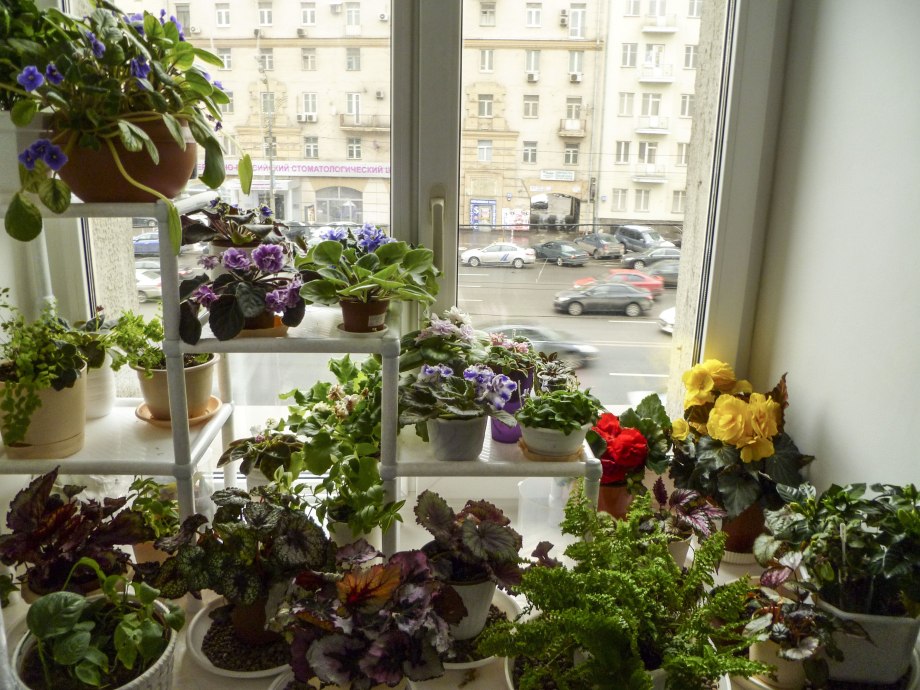 Цветы на подоконнике в квартире