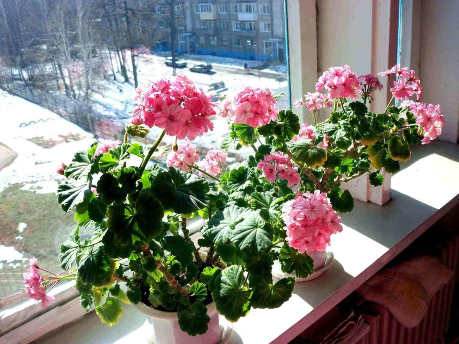 Дилан черенки пеларгония