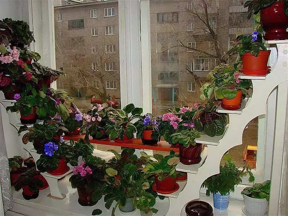 Комнатные цветы на подоконнике