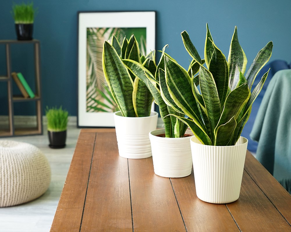 Sansevieria trifasciata