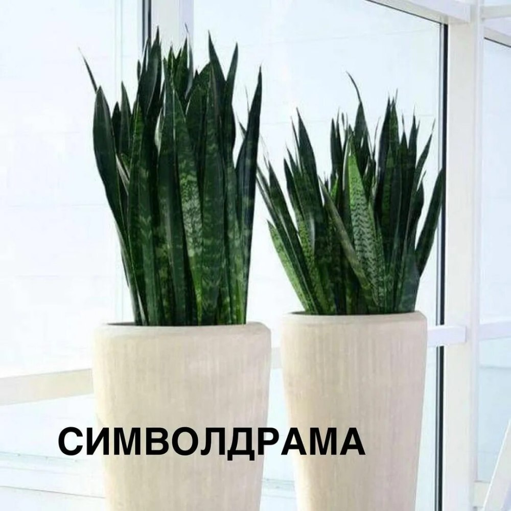 Сансевиерия щучий хвост